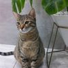zwinette
