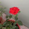 metamorfosa_15994