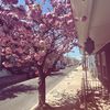 phettygwapp_