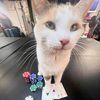 slottymcjackpot