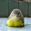 moomansbirbclan