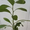 huongthu4126