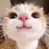 _qhanh_