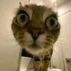ygk_neff