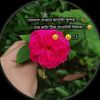 md.jarif487
