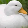 duck_mydih