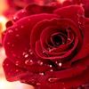 md.rustom.hossain5