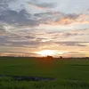 viettapchoi31