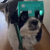 dougthewinner