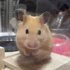 akatetamarin0