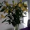 nhiminh8299