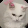 hiya23_p