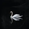 🖤🦢