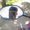 tofacommm