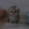 king_elina0_0