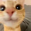 mymy.akv