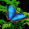 kupu..biru