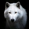 whitewolf2622