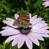 butterfly_2009_313
