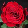 user21_569