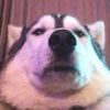 husky.42