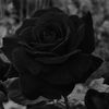 lilly_flower614