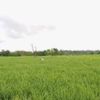 Petani muda