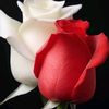 user1540862947690
