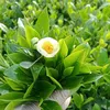 hanh.vu504