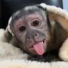 capuchinraya