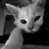 pokingking38