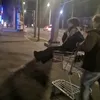 erik...the...raccoon...n