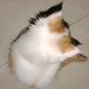 camelstrawberries_44