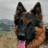 agniesia3