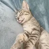 catdani0