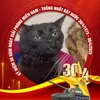 cái mew gì vậy?
