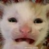 bencore64