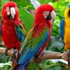 funnyy_parrot