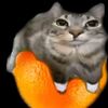 orange_cat15