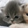 summy_wummi