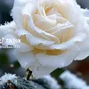 user6012501961699