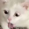 user_yol_ort