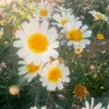 ibtisam0629