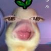 amandaalandia
