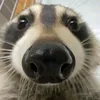beansiee_