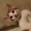 yoo..iki.bima