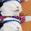 pencinta.kucing482