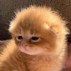 im_solomia0