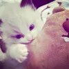 nhww_nqocc_ctee