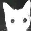catnapper_1